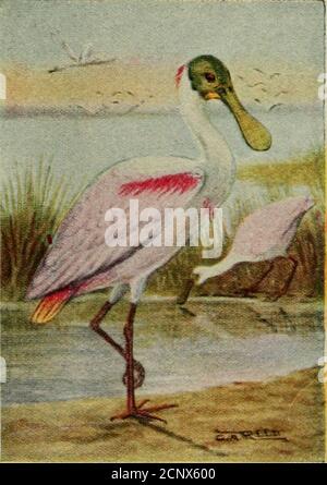 . Guide des oiseaux : oiseaux aquatiques, oiseaux de gibier et oiseaux de proie à l'est des Rocheuses. Vers la Floride. HÉRONS, CIGOGNES, IBISES—ordre famille des héroïnes Plataleidse ROSEATE SPOONBILL 183. Ajaia ajaja. 33 po Tête entièrement chauve chez les adultes, et seulement les yeux de plumes chez les jeunes oiseaux; bec long, mince, plat et verybeaucoup élargi à la fin, de couleur varieusement vert, bleu et orange; ébes et les jambes rouges. Jeunes oiseaux, sans les épaules brillantes de carmin ou la queue de safran des adultes. Ces oiseaux particuliers, mais joliment teintés, autrefois abondants en Floride et dans les États de l'atljoin-ing, mais beaucoup ont été k Banque D'Images