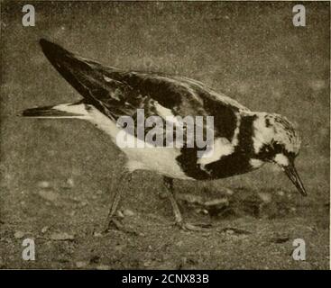 . Le livre d'oiseaux britannique du sportif . , bien que par aucun meansensinvariablement, quatre en nombre, et en forme comme un peg-top, avec l'un arrondi, et l'autre conique, de sorte qu'ils se trouvent de façon compacte avec les extrémités pointues ensemble dans le petit creux dans le sol, parfois TURNSTONE 59 légèrement bordé d'herbe, qui constitue le nid. Le groupe comprend plusieurs sous-familles, dont la première comprend les laponas de pluvier, ainsi que le turnstone quelque peu aberrant ; latter différent du reste dans le caractère du bec, qui a évidemment été spécialement modifié conformément à la Banque D'Images