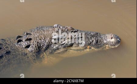 Un portrait d'un crocodile d'eau salée nageant dans le territoire du nord billabong en Australie Banque D'Images