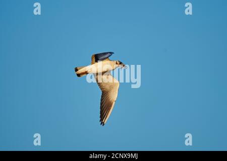 Goéland à tête noire (Chericocephalus ridibundus), sur les côtés, volant Banque D'Images