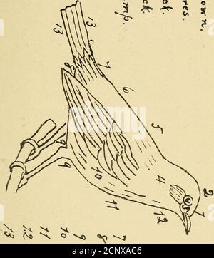 . Un premier livre sur les oiseaux de l'Oregon et de Washington; Un guide de poche et un assistant d'élève dans une étude de la plupart des oiseaux terrestres et de quelques-uns des oiseaux aquatiques de ces États . p S U & lt;^* c* & lt;i c^ rw ^ r- r^ que vous pouvez des plusieurs oiseaux que vous voyez;alors, à l'aide de ce livre ou d'un autre, foulles noms des oiseaux dont vous avez ainsi noté la taille, la couleur, etc. N'entreprenez pas trop de toname à la fois. Obtenez complètement ac-quainted v/ith les regards et la chanson (si thebirds ont une chanson) de deux ou trois varietiesavant que vous essayez anxieusement de placer d'autres. Il est facile de se confondre au début. Banque D'Images