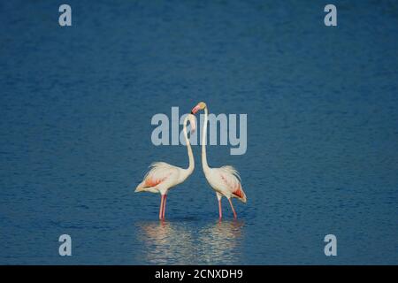 Grand flamants roses (Phoenicopterus roseus), paire d'animaux, mer, latéralement, stand Banque D'Images