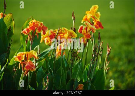 Fleurs indiennes (Canna indica), fleurs, Catalogne, Espagne, Europe Banque D'Images