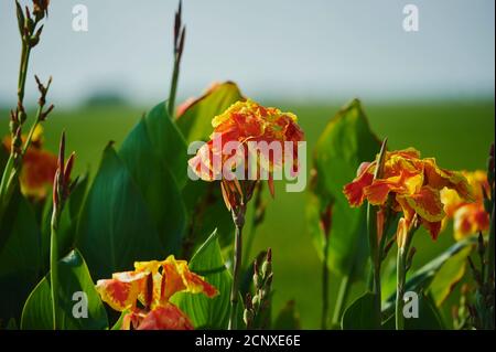 Fleurs indiennes (Canna indica), fleurs, Catalogne, Espagne, Europe Banque D'Images