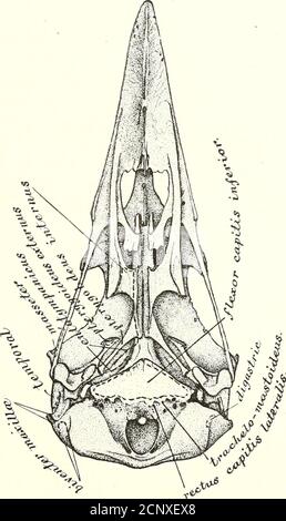 . La myologie du corbeau (Corvus corax sinuatus.) Un guide pour l'étude du système musculaire chez les oiseaux . étant donné, ce dernier étant un peu trop important toréProduce dans le présent rapport. Il divise son M. digastritruss. DÉPRESSEUR MANDiBUL^ en trois parties («, partie Aussere ;h, partie Mittlere ; et c, partie Innere), et les définions séparément. Le temps a également été traité un peu de façon similaire, ayant été divisé en quatre parties, avec une partie accessoire. Les muscles ptérygoïdaux sont donnés sous une seule légende, theMM. PTERYGoiDEi. De nombreux écrivains célèbres ont été omitt Banque D'Images