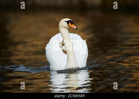 Muet cygne (Cygnus olor), lac, frontal, natation Banque D'Images