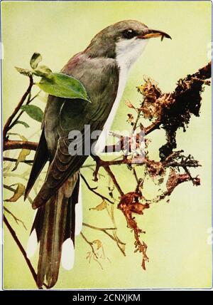 . Oiseaux voisins. Une connaissance d'introduction avec cent cinquante oiseaux communément trouvés dans les jardins, les prairies, et les bois sur nos maisons . r trois demi-grognnfledgings déjà dans le nid peut rouler les grands oeufs verdâtres outupon le sol, tandis que les deux parents sont à la recherche de nourriture pour calmer leurs clamings bruyants. Une telle mauvaise gestion distrayante dans la pépinière suffit à rendre un sans-abri Wanderer de n'importe quel père. C'est la mère-oiseau qui se dégringole au sol à votre approche de la pure frayère ; férèle la boiterie, sentiers ses ailes qu'elle essaie de vous attirer loin du nid. Le mâle b Banque D'Images