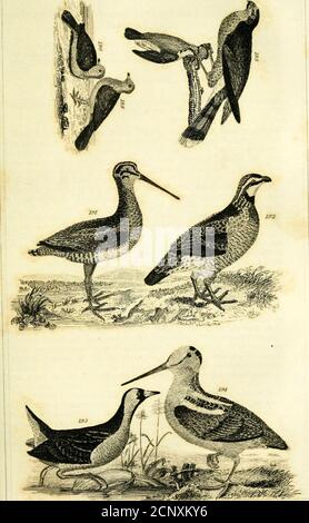 . Ornithologie américaine de Wilson : avec des notes de Jardine ; auquel est ajouté un synopsis des oiseaux américains, y compris ceux décrits par Bonaparte, Audubon, Nuttall et Richardson . ; les parties supérieures d'une fine ardoise; primaires,noir brun, et, ainsi que les secondes, barrés de dusky; scap-ulars, tachés de blanc et de brun, qui n'est pas vu, à moins que le plumage soit séparé par la main; toutes les plumes ci-dessus sont shafleMith noir; queue, très légèrement fourchée, d'une couleur de frêne, légèrement tingéeavec brun, traversée de quatre larges bandes de noir, et tippée avec blanc; queue, trois pouces de plus que Banque D'Images