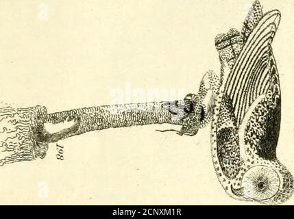 . Ornithologie américaine de Wilson : avec des notes de Jardine ; auquel est ajouté un synopsis des oiseaux américains, y compris ceux décrits par Bonaparte, Audubon, Nuttall et Richardson . Banque D'Images