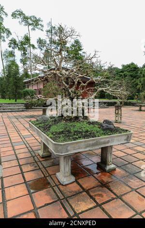 Bonsai arbres dans des pots à la ville impériale, une enceinte fortifiée dans la citadelle de la ville de Huế, Vietnam, Asie du Sud-est, Asie Banque D'Images