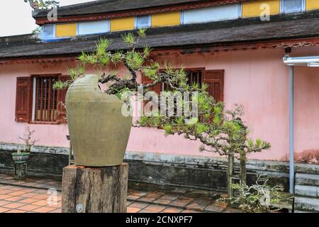 Bonsai arbres dans des pots à la ville impériale, une enceinte fortifiée dans la citadelle de la ville de Huế, Vietnam, Asie du Sud-est, Asie Banque D'Images