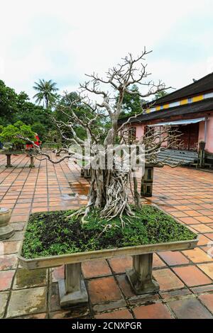 Bonsai arbres dans des pots à la ville impériale, une enceinte fortifiée dans la citadelle de la ville de Huế, Vietnam, Asie du Sud-est, Asie Banque D'Images