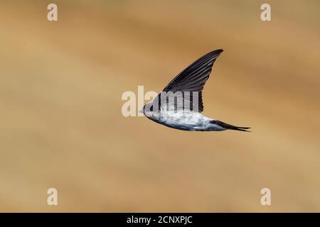 Maison commune-Martin - Delichon urbicum noir et blanc oiseaux volant manger et chasser insectes, également appelé maison nord martin, famille hirondelle, bree Banque D'Images