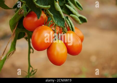 Tomate (Solanum lycopersicum), fruits, mûrs, rouges, reproducteurs, gros plan Banque D'Images