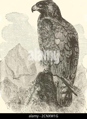 . Les oiseaux de l'est de l'Amérique du Nord se trouvent à l'est du XIXe méridien .. . plus long; tarse, partiellement (pas entièrement) à plumes. Grand, brun roufeux (adulte) ; queue blanchâtre ou grisâtre, avec barres brunes inimeuses (immature). Rouge = buse à queue. Butco borealis et races. Voir N° 271. Plumaoe général, brun soyté foncé, parfois avec uiiderparties pâles, plus orless striées et tachetées. Harlans Hawk.Butco horealis harlani.Voir No. 274.Wing, toujours plus EST.50; seuls les adultes ont la tête et la queue blanches. Aigle à tête blanche.Ilaliaetns Icucocephnlus.Voir N° 285. Article 5. Quatrième primaire, le plus long; tarse, entirel Banque D'Images