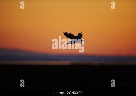 Mouette méditerranéenne (Larus michahellis), latéralement, volant, lever du soleil Banque D'Images