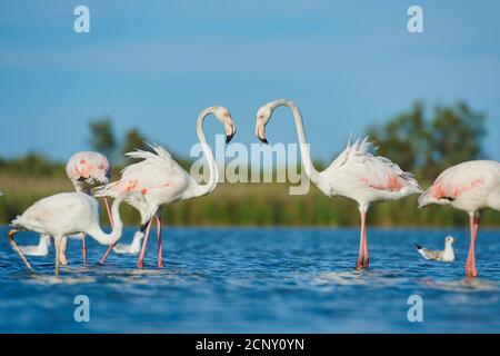 Grand flamants roses (Phoenicopterus roseus), paire d'animaux, mer, debout Banque D'Images