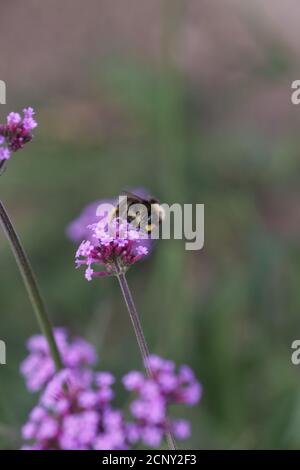 Bumblebee sur la fleur de Verbena bonariensis Banque D'Images