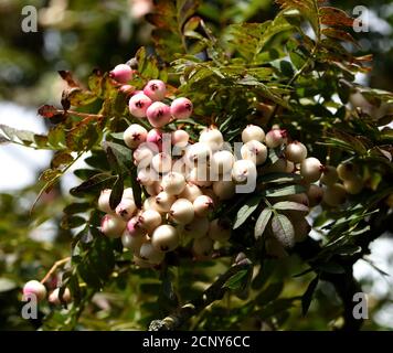 Gros plan du Rowan berries blanc. Banque D'Images