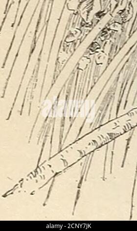 . Oiseaux d'une ferme du Maryland : une étude locale de l'ornithologie économique . l'oiseau noir (Scolecophac/US carolimus) a été récolté le 14 avril 1899. Il contenait des coléoptères (Izdrpaits et Sitones), 1 chenille, 1 petite abeille et quelques déchets de maïs. Le caractère et l'étendue de la destruction des mauvaises herbes par les oiseaux noirs rouillés sur les fermes de Marshall Hall ont été montrés à la p. 77. Les oiseaux noirs du Nid-de-Corbeau (Quiscalas quiscula) ont été prouvés par l'exemple de milliers d'estomacs pour prendre deux fois plus de nourriture végétale d'animaux d'élevage, la nourriture végétale étant principalement des céréales et des fruits. Et atMarshall Hall, après les jeunes ont été est Banque D'Images