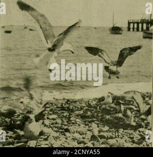 . L'Oölogiste pour l'étudiant des oiseaux, leurs nids et leurs oeufs . trouvé pour contenir deux oeufs.aucun des oiseaux ne devait être seenn'importe où dans le vidinitj^ (73) Bruant de marais — Melospizageorgiana. Les individus présentent à Newark Meadows les 11 et 19. (74) Chat à la poitrine jaune—Icteriavirens. Personnes présentes les 12 et 20. (75) Coucou à bec jaune—Coccy-zus americanus. Commun sur les contre-courant, 19e, 20e, 26e et 27e. (76) Swallow à ailes rugueuses—Steig-idopteryx serripennis. Un mâle de cette espèce est apparu dans le parc BranchBrook le 11. (77) Orchard Oriole—Icterus spur-ius. Individuel Banque D'Images