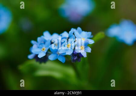 Forêt Forget-me-not (Myosotis sylvatica), fleurs, gros plan Banque D'Images