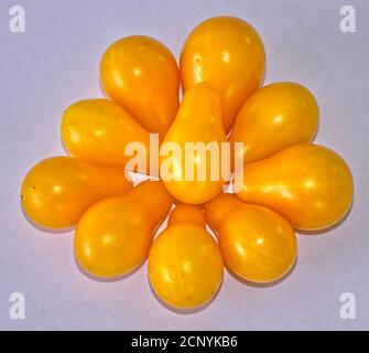 Un groupe de tomates cerises en goutte d'eau jaune isolées sur fond blanc. Ces tomates sont répertoriées comme une tomate à l'ancienne qui existe depuis plus de 200 ans Banque D'Images