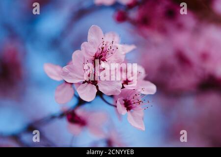 Prunier de sang (Prunus cerasifera), nigra, fleur, gros plan Banque D'Images