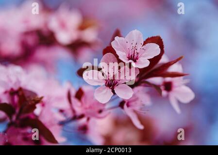 Prunier de sang (Prunus cerasifera), nigra, fleur, gros plan Banque D'Images