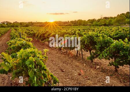 Paysage, vignoble, province de Tarragone, Catalogne, Espagne, Europe Banque D'Images