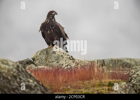 Aigle à tête blanche (Haliaeetus leucocephalus) juvénile, Chilcotin Wilderness, C.-B. intérieur, Canada Banque D'Images