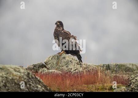 Aigle à tête blanche (Haliaeetus leucocephalus) juvénile, Chilcotin Wilderness, C.-B. intérieur, Canada Banque D'Images