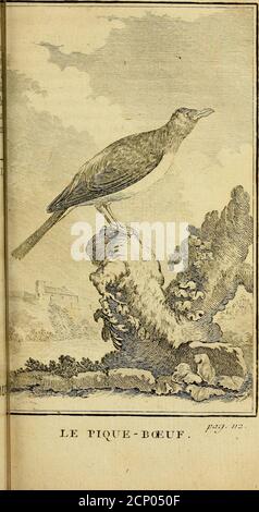 . Historique naturel des oiseaux . LETOURNEAU. /: PL.XZFTpao a*. 24* *LÉTOURNEAU (a). 1 L eft peu doifeaux audi géneralementconnus que ceiui-ci, fur-tout dans les nossclimat tenérés; car outre quil pafée * Voyej^ les planches enluminées, n.° 75. (A) en Hébreu, Sarf.r, félon quelques-uns; Zen?, félon Dautres ; en arabe, Aljaraijr, donton a formé le nom latin, Zarater, Ajuri fédintres : en Grec, Yoip, ¥cïq$ç, doù ïclé, Stounou, Stounil, Stounou, Stounou, Stounjué, stoutsudeu, stoutsudeux, stoutsudautdi, stounou, stounou, stounou, stounou, stoutsudeux, stounou, stounou, stounou, stounou, stout En Portugais , Sturnino ; en es-pagn Banque D'Images