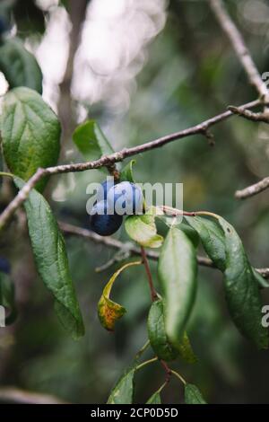 Acacia allemande, épine haie, Prunus spinosa, prunier, noirthorn, sloe, noirthorn, épine noire Banque D'Images