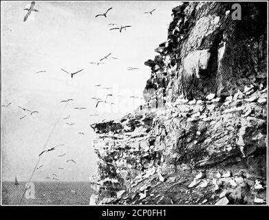 . Ailes sauvages; aventures d'un chasseur de caméra parmi les plus grands oiseaux sauvages d'Amérique du Nord sur la mer et la terre . Winkle de sa lumière— insaisissable et déconcertant en effet, car nous étions bloqués. La goélette de Thelarge que nous espérions avait fait un long voyage, et il n'y en avait pas d'autre. Un petit tugqui venait récemment de venir à Grand Entry était cassé et était indigne. Soit nous devons abandonner notre projet bien-aimé, soit aller dans un petit bateau de pêche ouvert, si, en effet, nous pouvions trouver un homme qui osait l'essayer. Les pêcheurs ont secoué la tête. TheRock se trouve en direction de Terre-Neuve-et-Labrador, à vingt-deux milles Banque D'Images