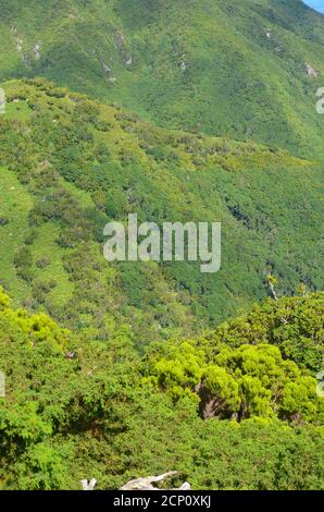 Forêt de Laurisilva dans l'île de Sao Jorge, archipel des Açores, Portugal Banque D'Images