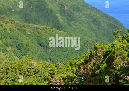 Forêt de Laurisilva dans l'île de Sao Jorge, archipel des Açores, Portugal Banque D'Images