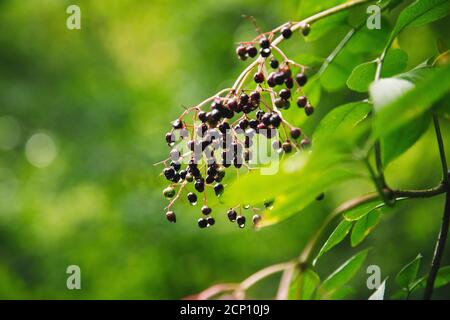 Forêt de Teutoburg à Bielefeld, Rhénanie-du-Nord-Westphalie, Allemagne, autour du jardin botanique Banque D'Images