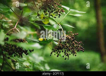 Forêt de Teutoburg à Bielefeld, Rhénanie-du-Nord-Westphalie, Allemagne, autour du jardin botanique Banque D'Images