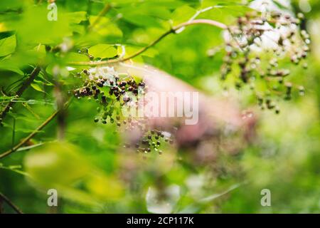 Forêt de Teutoburg à Bielefeld, Rhénanie-du-Nord-Westphalie, Allemagne, autour du jardin botanique Banque D'Images