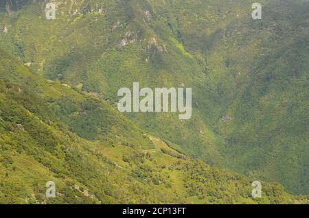 Forêt de Laurisilva dans l'île de Sao Jorge, archipel des Açores, Portugal Banque D'Images