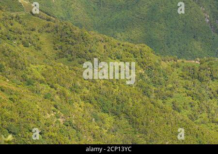 Forêt de Laurisilva dans l'île de Sao Jorge, archipel des Açores, Portugal Banque D'Images