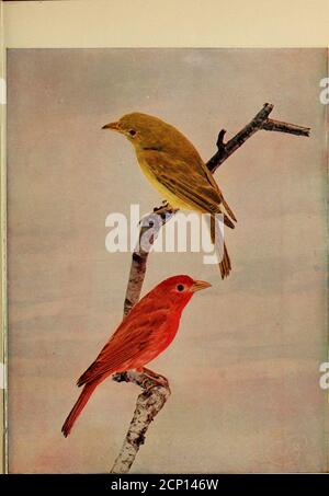 . Oiseaux et nature . à l'âge. En fait, le jeune homme ressemble au fe-mâle sauf qu'il est plus brillant incolor. La femelle peut aussi avoir plus d'un demi-rouge dans la couleur de son plumage.un coup à Wheatland, Indiana, en 1881.avait le plumage plus d'un demi-rouge, la couleur rouge étant plus grand ex-tente, en fait, que sur le mâle, qui a été tué par le même coup! Le tintof du rouge est très particulier, cependant, être-ing d'orange chinoise terne, au lieu de vermilion rosé pur, comme dans le mâle. Le nid du Tanager d'été n'est pas une structure particulièrement artistique. ITIS habituellement peu profond mais tout à fait Banque D'Images