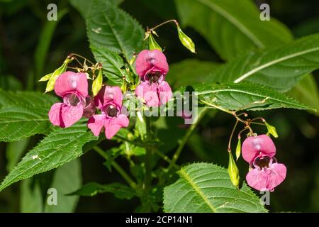 Fleurs de baumes himalayens (Impatiens glandulifera), une plante envahissante ou une espèce de mauvaises herbes, Royaume-Uni Banque D'Images