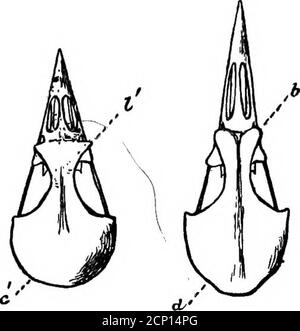 . La clé pour les oiseaux nord-américains. Contenant un compte rendu concis de toutes les espèces d'oiseaux vivants et fossiles à l'heure actuelle connues du continent au nord de la frontière mexicaine et des États-Unis, y compris le Groenland et la Basse-Californie, avec lesquelles sont incorporées l'ornithologie générale: Un aperçu de la structure et la classification des oiseaux; et l'ornithologie de terrain, un manuel de collecte, de préparation et de conservation des oiseaux . Banque D'Images