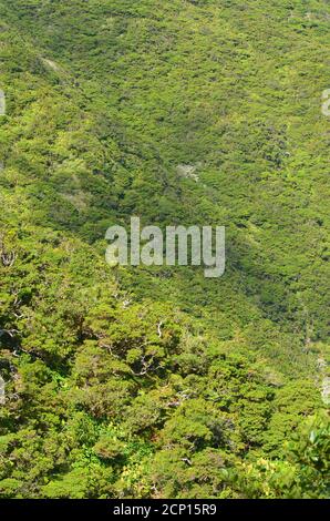 Forêt de Laurisilva dans l'île de Sao Jorge, archipel des Açores, Portugal Banque D'Images