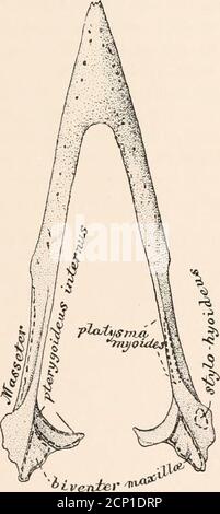 . La myologie du corbeau (Corvus corax sinuatus.) Un guide pour l'étude du système musculaire chez les oiseaux . côtés. La partie médiane de cette strate musculaire extrêmement atténuée est très 22 LE MYOLOGY DU CORBEAU. Difficile à tracer à fond dans les échantillons plus jeunes de Ravens, et il admet de notre voir les structures de soubatement à travers elle. Les fibres délicates de theplatysma myoides la supertendent, tandis que son fasciculifimélange antérieur avec ceux du mylo-hyoideus. Selon Mivart, chez les oiseaux et les reptiles, le di-gastrique descend de la partie de l'obstacle du crâne jusqu'à l'extrémité postérieure du m Banque D'Images