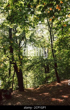 Forêt de Teutoburg autour de l'Externsteine à Horn-Bad Meinberg, Rhénanie-du-Nord-Westphalie, Allemagne Banque D'Images