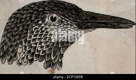 . Ornithologie, ou, méthode contentant la division des oiseaux en ordres, sections, genres, especes & leurs variétés : a lacelle on a joint a description exacte de chaque espece, avec les citations des auteurs qui en ont traité, les noms qui leur sont donnés, ces que leur ont fait don les différentes nations, et les noms vulgaires . F^ 6. Banque D'Images