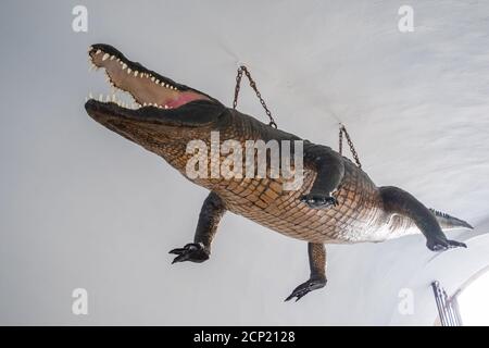 Le dragon de Brno farci est suspendu aux crocodiles dans la vieille mairie de Moravie, République tchèque Banque D'Images